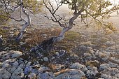 Downy Birch trees (Betula pubescens) and Reindeer Lichen (Cladonia rangiferina), fjell landscape in autumn, Rondane National Park, Norway, Europe
