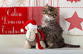 Tabby kitten coming out blue rainboot with teddy bears by breton flag blue door background in studio