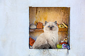 Blue point kitten sitting with apple in white wall alcove