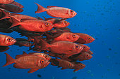 Shoal of Crescent-tail Bigeye (Priacanthus hamrur), North Male Atoll, Indian Ocean, Maldives