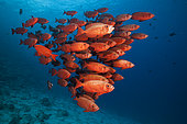 Shoal of Crescent-tail Bigeye (Priacanthus hamrur), North Male Atoll, Indian Ocean, Maldives