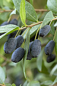 Myrtle (Myrtus communis)