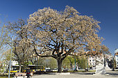 Tipa, rosewood (Tipuana tipu), Cais do Sobré, Lisbon, Portugal