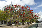 African coral tree (Erythrina caffra), Park of Nations, Lisbon, Portugal
