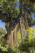 Aerial roots on Pohutukawa tree (Metrosideros excelsus), Lisbon, Portugal