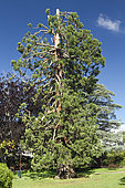 Giant redwood ((Sequoiadendron giganteum) having lost its top, Jardin Lecoq, Clermont-Ferrand, Puy-de-Dôme, France