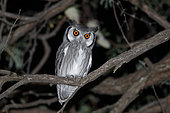 Southern White-faced Owl (Ptilopsis granti), Chobe, Botswana