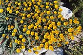 Gold coin plant (Pallenis maritima), Biotope: limestone coastline of Bonifacio, Corsica, France