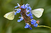 Moroccan Orange Tip (Leptidea sinapis) on Bog sage (Salvia uliginosa), Pays de Loire, France