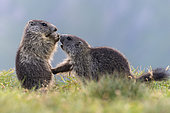 Alpine Marmot (Marmota marmota) two young playing, High Tauern National Park, Carinthia, Austria