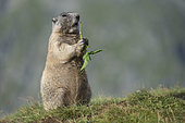 Alpine Marmot (Marmota marmota) adult foraging, High Tauern National Park, Carinthia, Austria