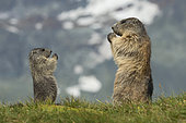 Alpine Marmot (Marmota marmota) adult with young, High Tauern National Park, Carinthia, Austria