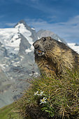 Alpine Marmot (Marmota marmota) adult in alpine landscape, High Tauern National Park, Carinthia, Austria