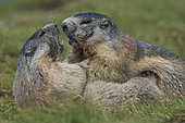 Alpine Marmot (Marmota marmota) two adult fighting, High Tauern National Park, Carinthia, Austria