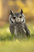 Southern White-faced Owl (Ptilopsis granti) captive, Germany