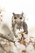 Southern White-faced Owl (Ptilopsis granti) captive, Germany