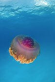Crown Jellyfish or Cauliflower Jellyfish (Cephea cephea), Indian Ocean, Maldives, Asia
