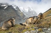 Alpine marmots (Marmota marmota), Kaiser-Franz-Josefs-Höhe, High Tauern National Park, Carinthia, Austria, Europe