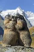Alpine marmots (Marmota marmota), Grossglockner behind, Kaiser-Franz-Josefs-Höhe, High Tauern National Park, Carinthia, Austria, Europe