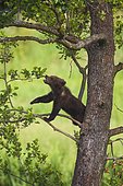 Brown bear (Ursus arctos), cub in a tree, captive, Bavaria, Germany, Europe