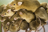 Many lab mice.
