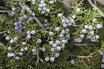 Cherrystone Juniper (Juniperus monosperma), New Mexico.