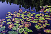 Lake covered with Water Shield (Brasenia schreberi) an invasive aquatic plant from China. Photographed at Snake Lake, Plumas County, California.