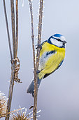 Blue tit (Cyanistes caeruleus) by a very cold day, Slovakia