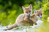 Red fox (Vulpes vulpes) youngs in afternoon, Slovakia
