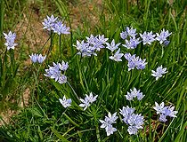 Spring squill (Scillaa verna) in bloom, Pyrenees, France