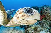 Portrait of a Loggerhead Turtle (Caretta caretta), off Kas, Marine Protected Area of Kas-Kekova, Turkey
