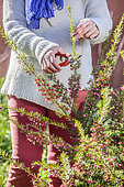 Woman pruning a Juniper-leaf Grevillea (Grevillea juniperina) in late winter