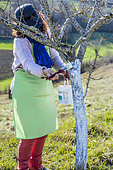 Woman applying an arboreal whitewash on the trunk of a peach tree in late winter.