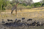 Thornicroft's giraffe (Giraffa camelopardalis thornicrofti) and pack of wild dogs (Lycaon pictus), no aggressiveness because the giraffe is much too big, South Luangwa NP, Zambia