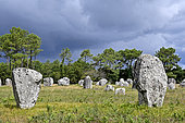 Menec Alignments, Menec Megalithic Site, Carnac, Morbihan, Brittany, France
