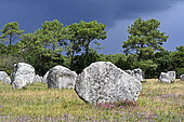 Menec Alignments, Menec Megalithic Site, Carnac, Morbihan, Brittany, France