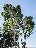Mountain gum (Eucalyptus dalrympleana)
