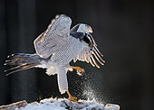 Goshawk male (Accipiter gentilis) on prey, Liminka, Finland