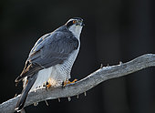 Goshawk male (Accipiter gentilis) on a branch, Liminka, Finland
