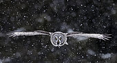 Great Grey Owl (Srix nebulosa) in flight, Kuhmo, Finland