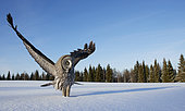 Great Grey Owl (Srix nebulosa) in snow, Kuhmo, Finland