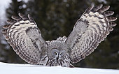 Great Grey Owl (Srix nebulosa) in snow, Kuhmo, Finland