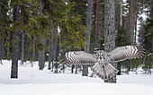 Great Grey Owl (Srix nebulosa) in flight, Kuhmo, Finland