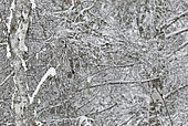 Great Grey Owl (Srix nebulosa) on a branch, Kuhmo, Finland