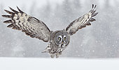 Great Grey Owl (Srix nebulosa) in flight, Kuhmo, Finland