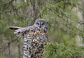 Great Grey Owl (Strix nebulosa) at nest, Kuhmo, Finland