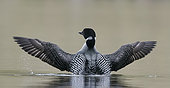 Great Northermn Diver (Gavia immer) in water, Iceland