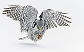Hawk Owl (Surnia ulula) in flight, Kuhmo, Finland