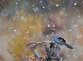 Jay (Garrulus glandarius) on a branch, Norway