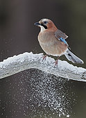 Jay (Garrulus glandarius) on a branch, Liminka, Finland